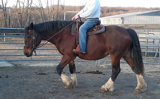 Thunder Hooves Bay Clydesdale Mare Clydesdale for Paxtonia, PA