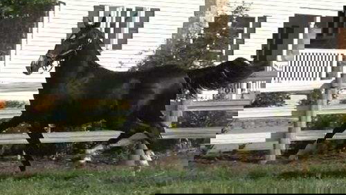 Totilas Black Dutch Warmblood Filly