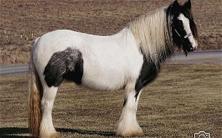 Gypsy Vanner Mare Gypsy Vanner for Spring Mills, PA