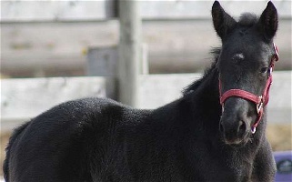 Black Percheron Cross Colt Horse Percheron for West Edmeston, NY
