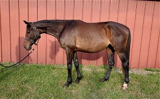 Starlight Thoroughbred Mare Thoroughbred for Cattaraugus, NY