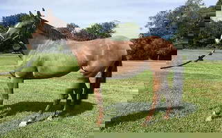 Red Roan Appaloosa Mare Appaloosas for Wappingers Falls, NY