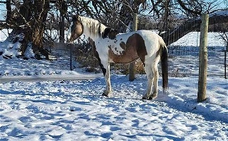 Peppermint Patty Grulla Paint Stallion Paints for Ellensburg, WA