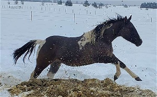 Sparkling Sprite Grulla Paint Filly Paints for Cusick, WA