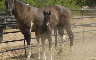 Fancy Footwork Grulla Paint Mare Paints for Cusick, WA