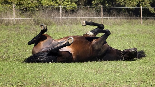 10 Early Signs of Colic in Horses - Causes and Prevention