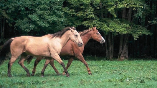 Gaited vs Non Gaited Horse- Everything You Need to Know