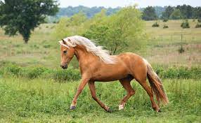 Are Morgan Horses Gaited-Facts Revealed