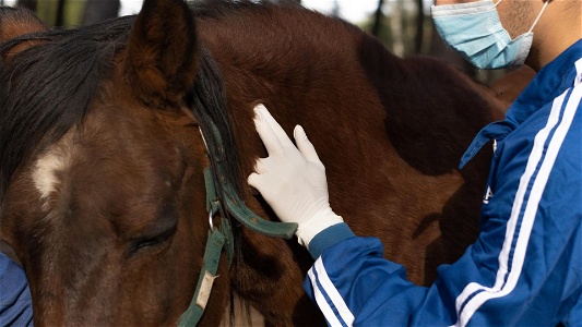 Signs of infection in horses: How to treat infected horse