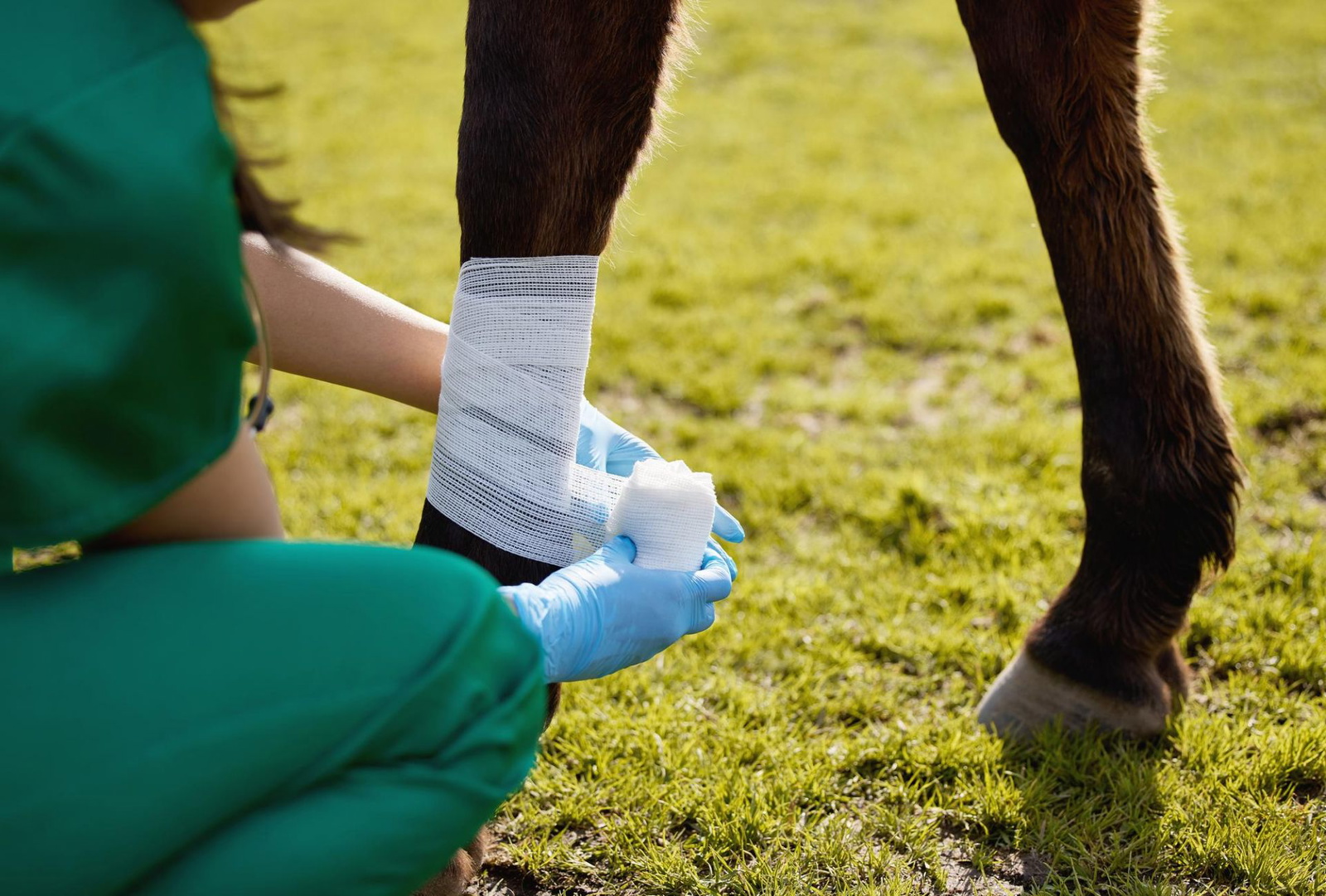 how-to-treat-an-open-wound-on-a-horse-recommended-by-veterinarian