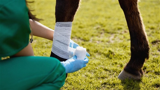 How to treat an open wound on a horse: Recommended by veterinarian