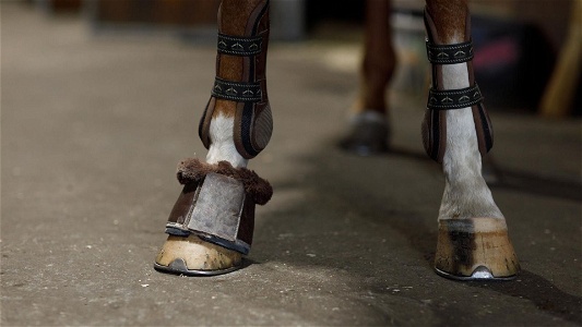 Best horse boots for trail riding