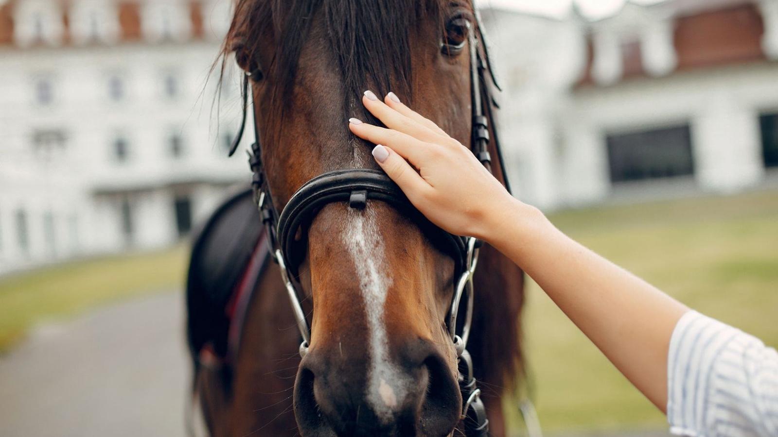 Best Bit For A Horse That Throws His Head Top Reviews Of 2023 HorsesBuy