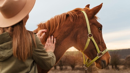 Horses native to America