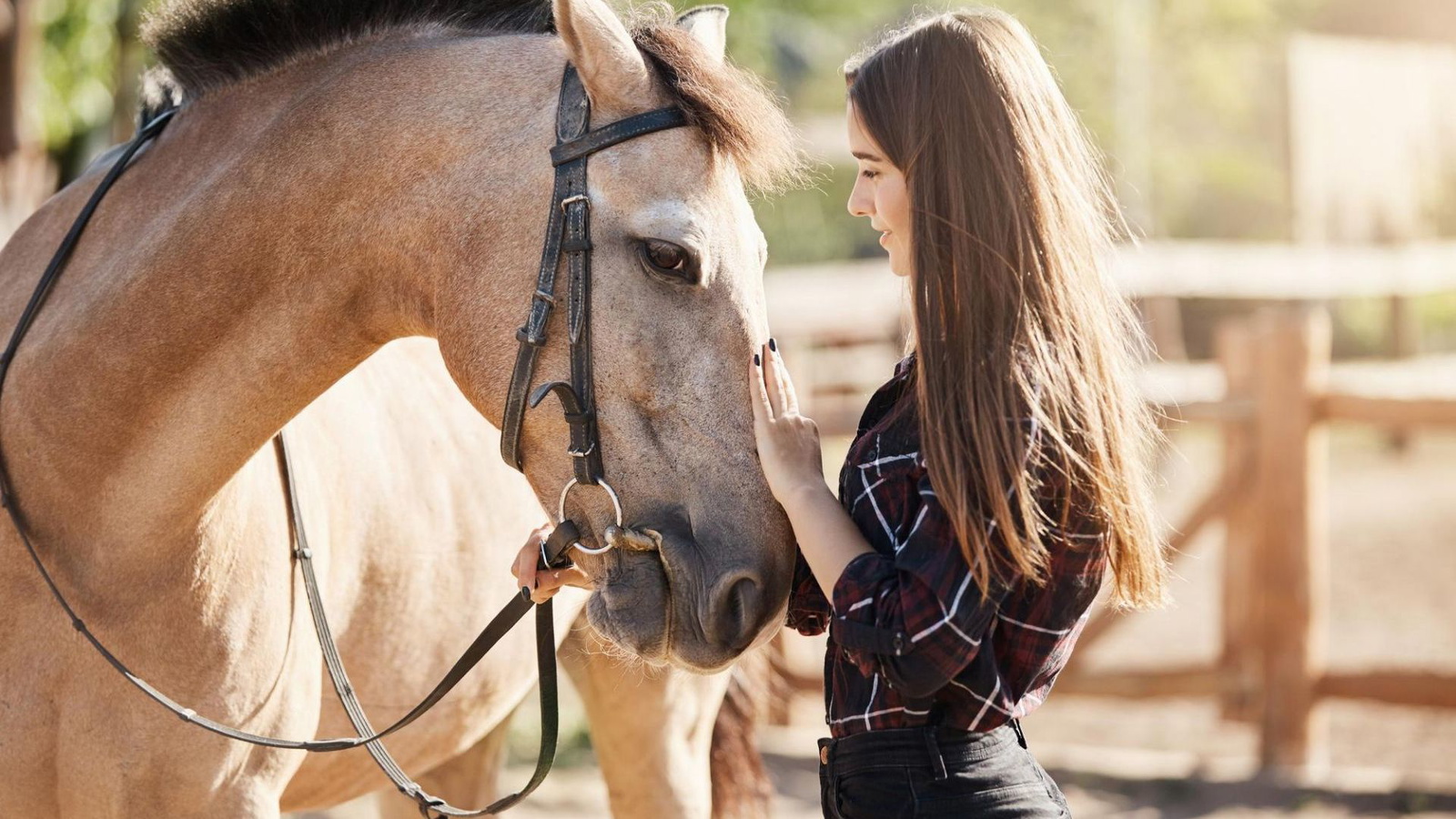 Can You Get A DUI On A Horse? Details Explained HorsesBuy