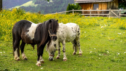 Is alfalfa good or bad for horses