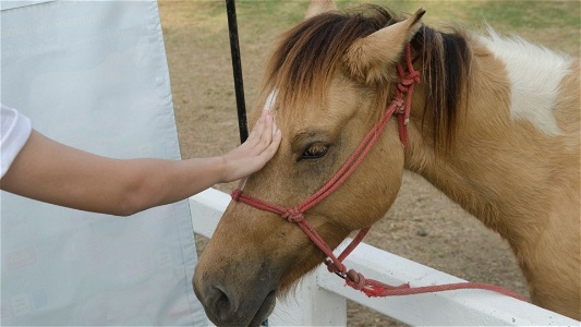 Home remedies for sand colic in horses