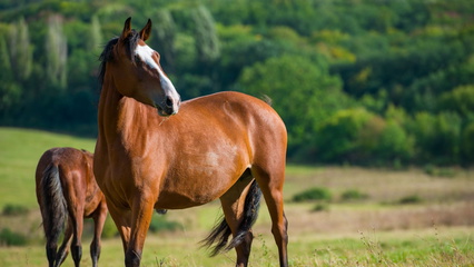 Signs of foaling in mares