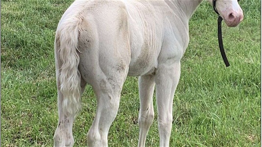 Cremello Quarter Horse 