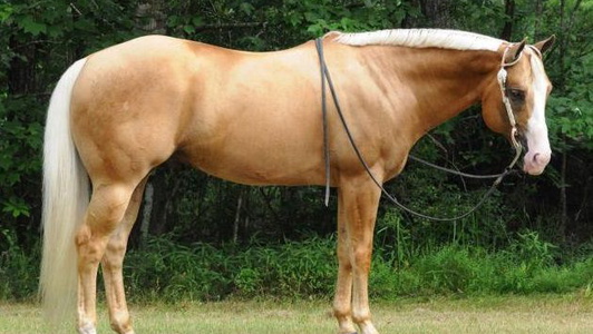 Palomino AQHA Quarter Horse Mare