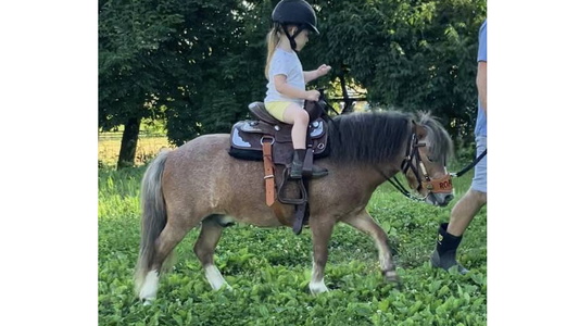 Mare Miniature Horse