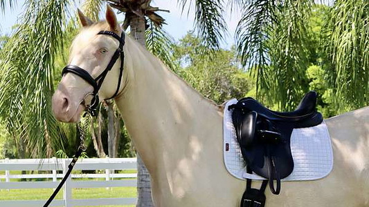 Cremello Andalusian Mare