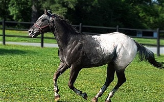 Striking, Versatile Snowcap Stallion  Appaloosas for Brookneal, VA