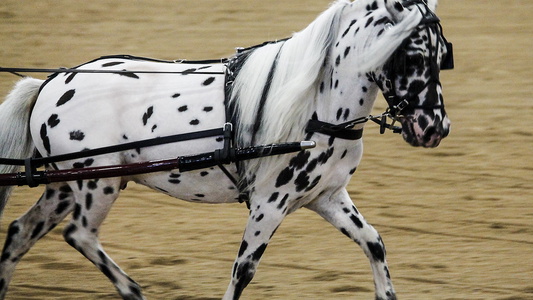 Appaloosa leopard spot stallion