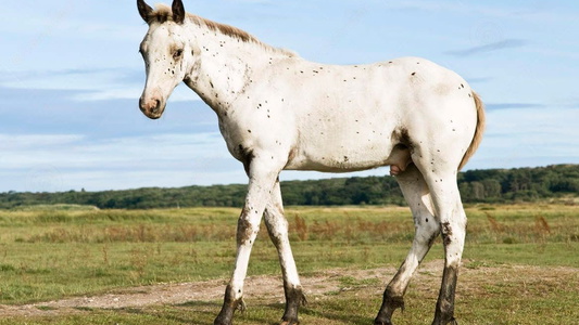 Gentle Appaloosa Gelding