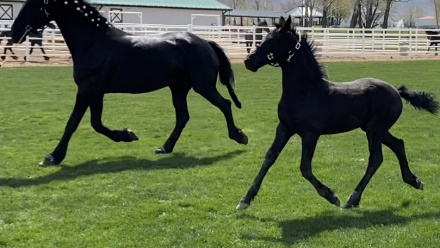 Black Friesian Mare