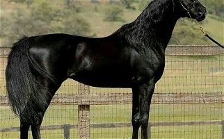 Multi National Champion Homozygous Black Purebred Arabian Stallion Arabian for Terrell, TX