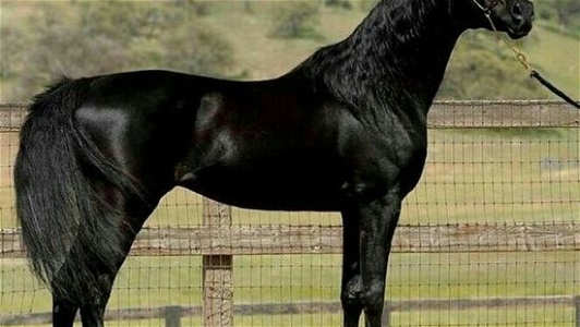 Multi National Champion Homozygous Black Purebred Arabian Stallion