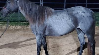 Blue roan 2yr old filly