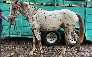 Red Roan Appaloosa Horse Gelding Appaloosas for Marion, NC