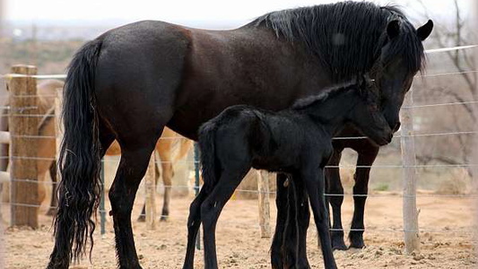 Black Friesian Filly