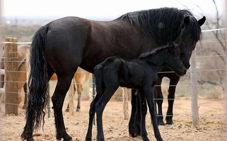 Black Friesian Filly Friesians for Neola, UT