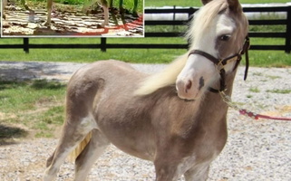 Silver Smoky Black Miniature Horse Stallion Akhal Teke for Somerset, KY