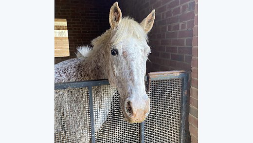 Sweetest Little Appaloosa Mare