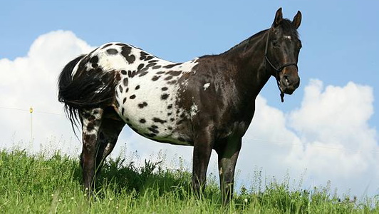 Black Appaloosa Stallion