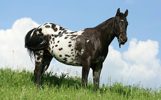 Black Appaloosa Stallion Appaloosas for Morriston, FL