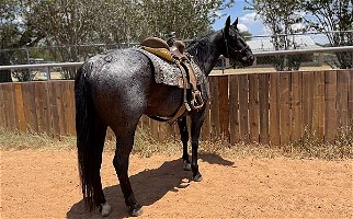 Quarter Horse Gelding Quarter for Granbury, TX