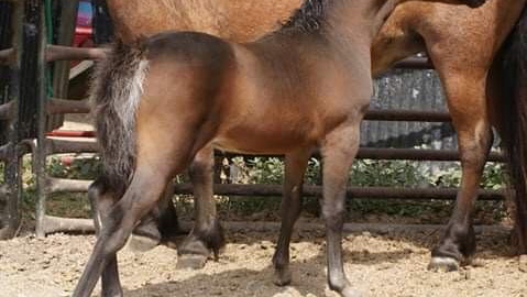 Weanling bay Aspc-AMHR reg.Filly