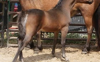 Weanling bay Aspc-AMHR reg.Filly Miniatures for Louisville, KY