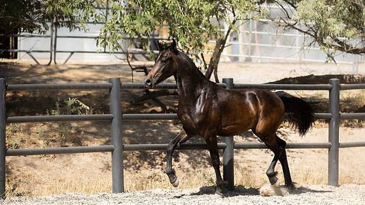 Bay Friesian Colt