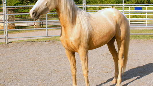 Morgan Filly Horse