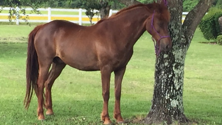 Chestnut Gelding Horse