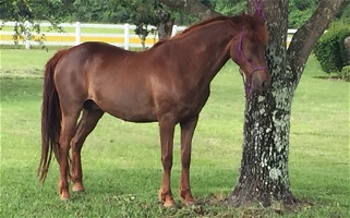 Chestnut Gelding Horse Morgan for Hockley, TX