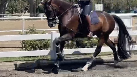 Bay Oldenburg Gelding