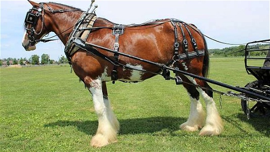 Bay Clydesdale Mare