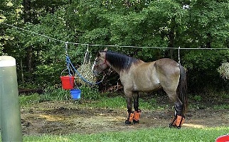 Bay Roan Clydesdale Gelding Clydesdale for London, OH